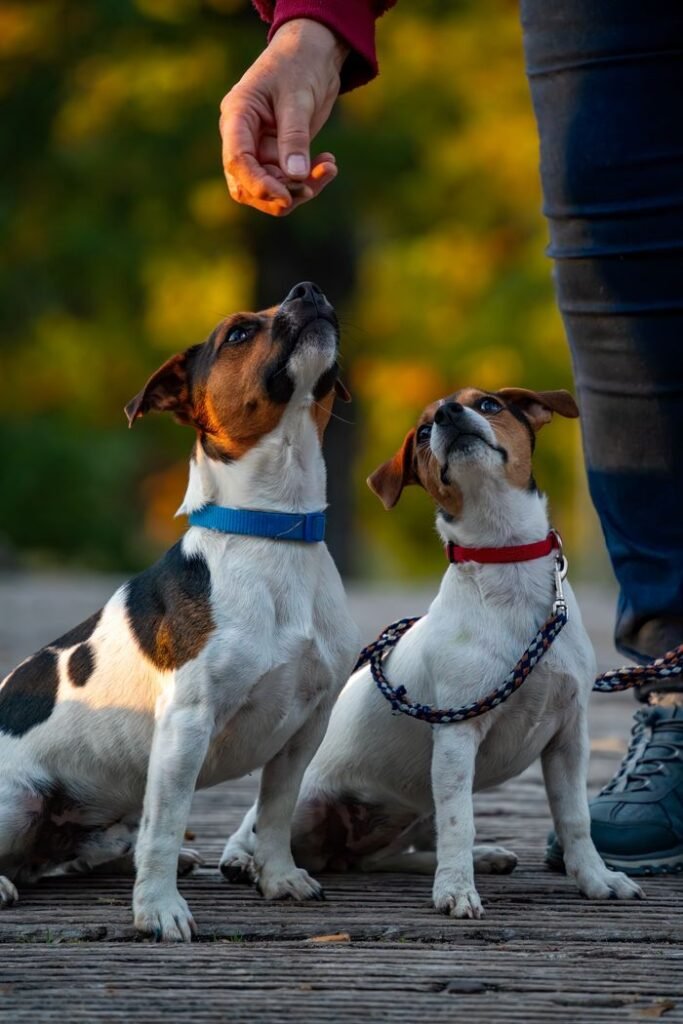 Two Jack Russell Terriers look eagerly at a hand holding a treat during outdoor training.