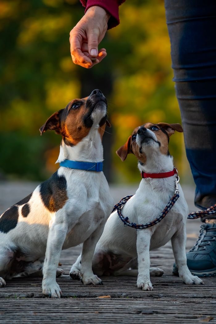 Two Jack Russell Terriers look eagerly at a hand holding a treat during outdoor training.