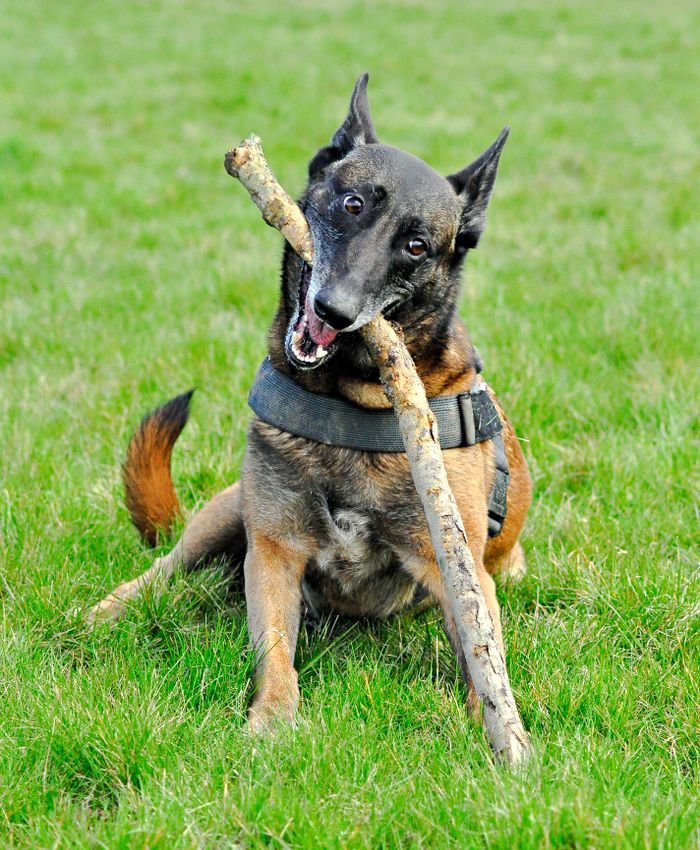 Biting in an adult dog