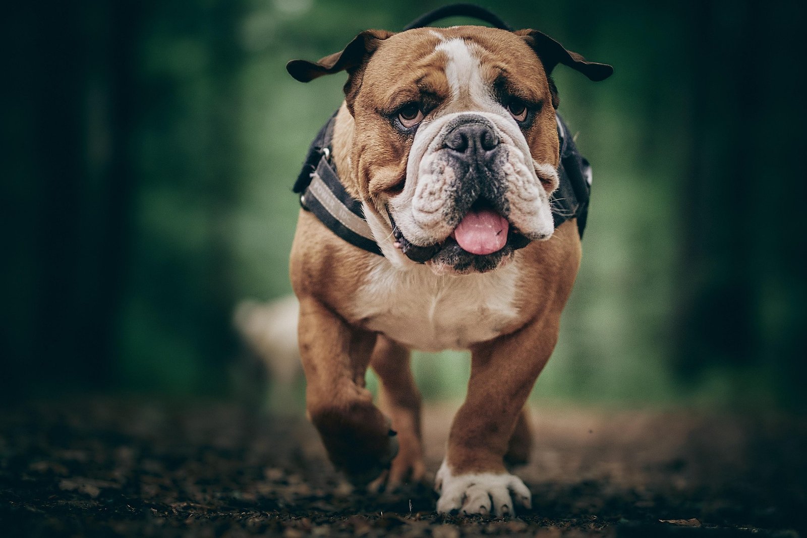 Barking too much