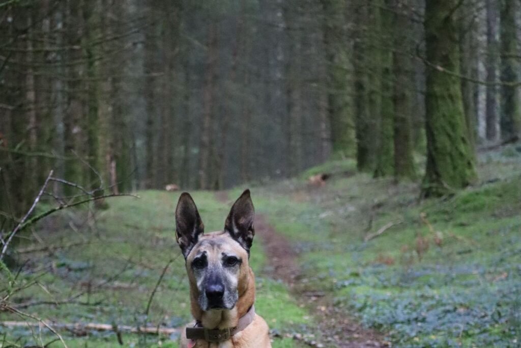 Dog holding a sit-stay alone on a forest path at a distance from its handler