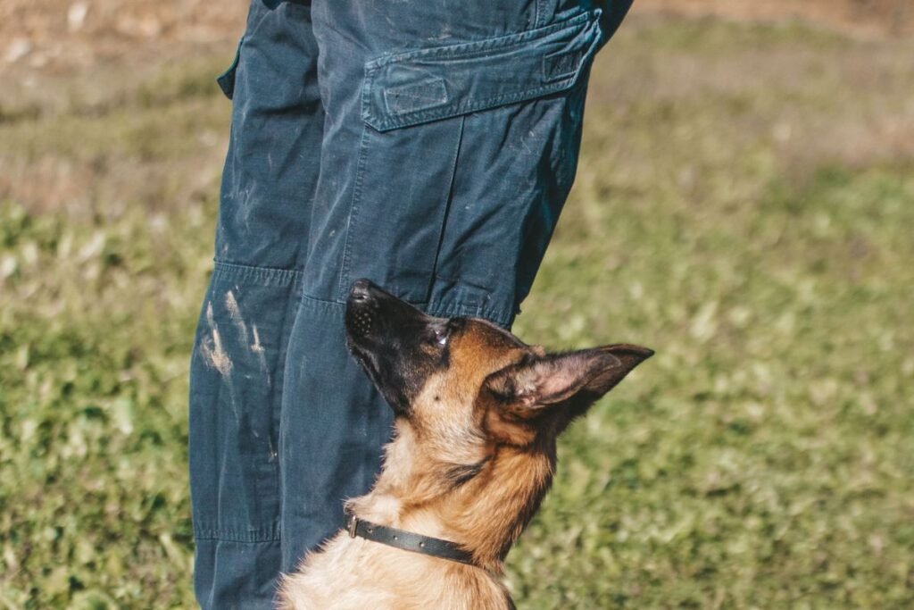 Dog sitting attentively at its handler side during a reward-based training session