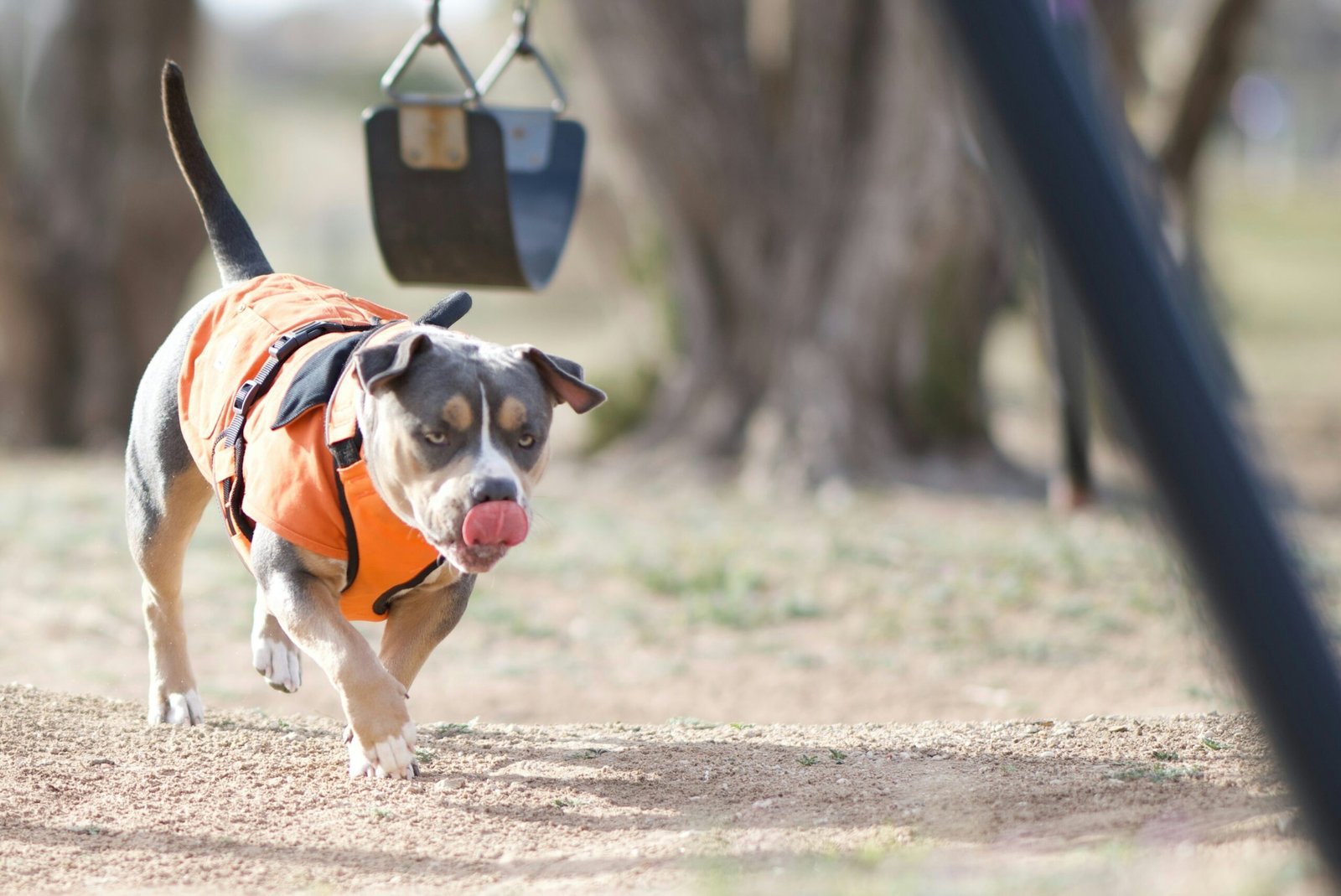 An adolescent dog looking away from its owner during a walk