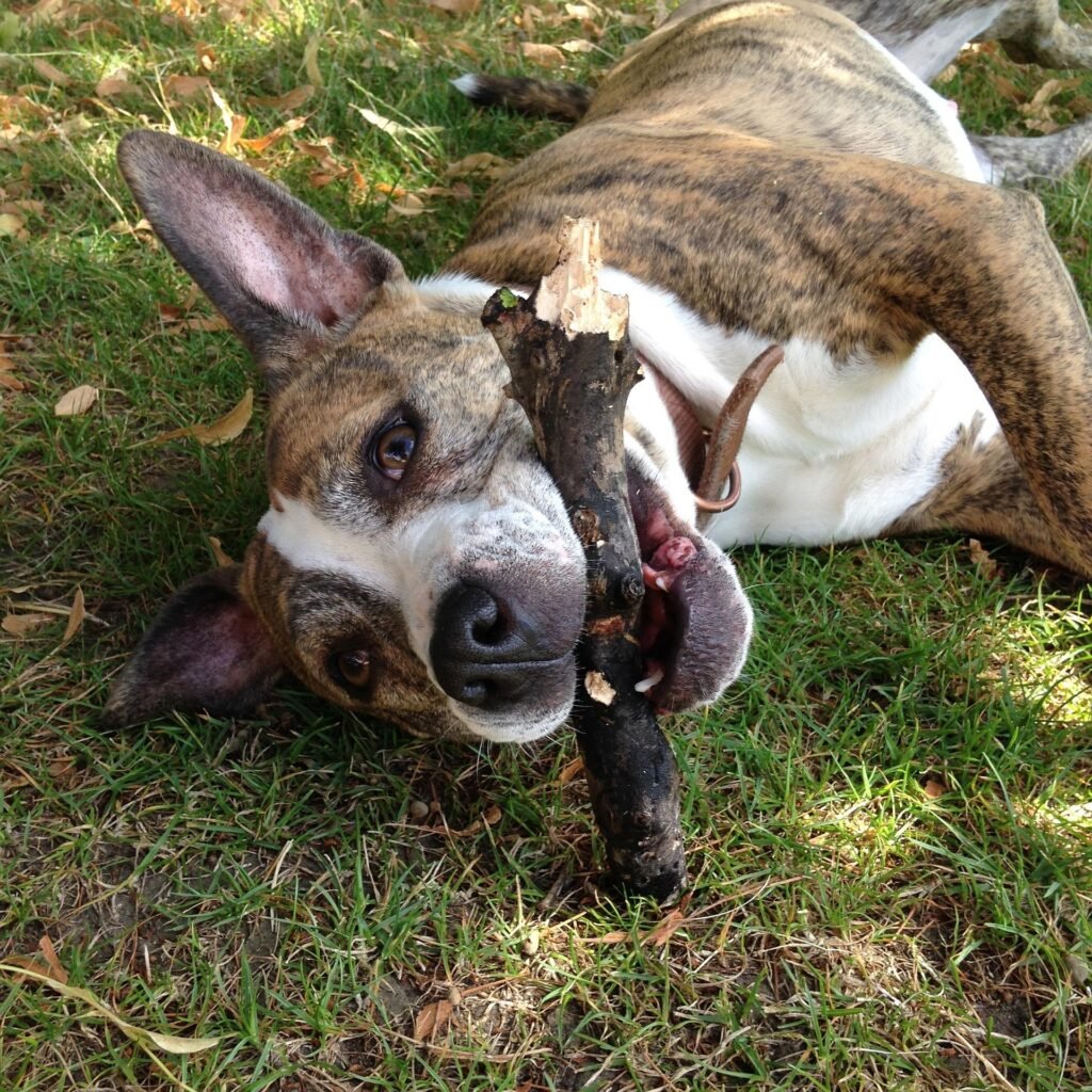 brain training for dogs review